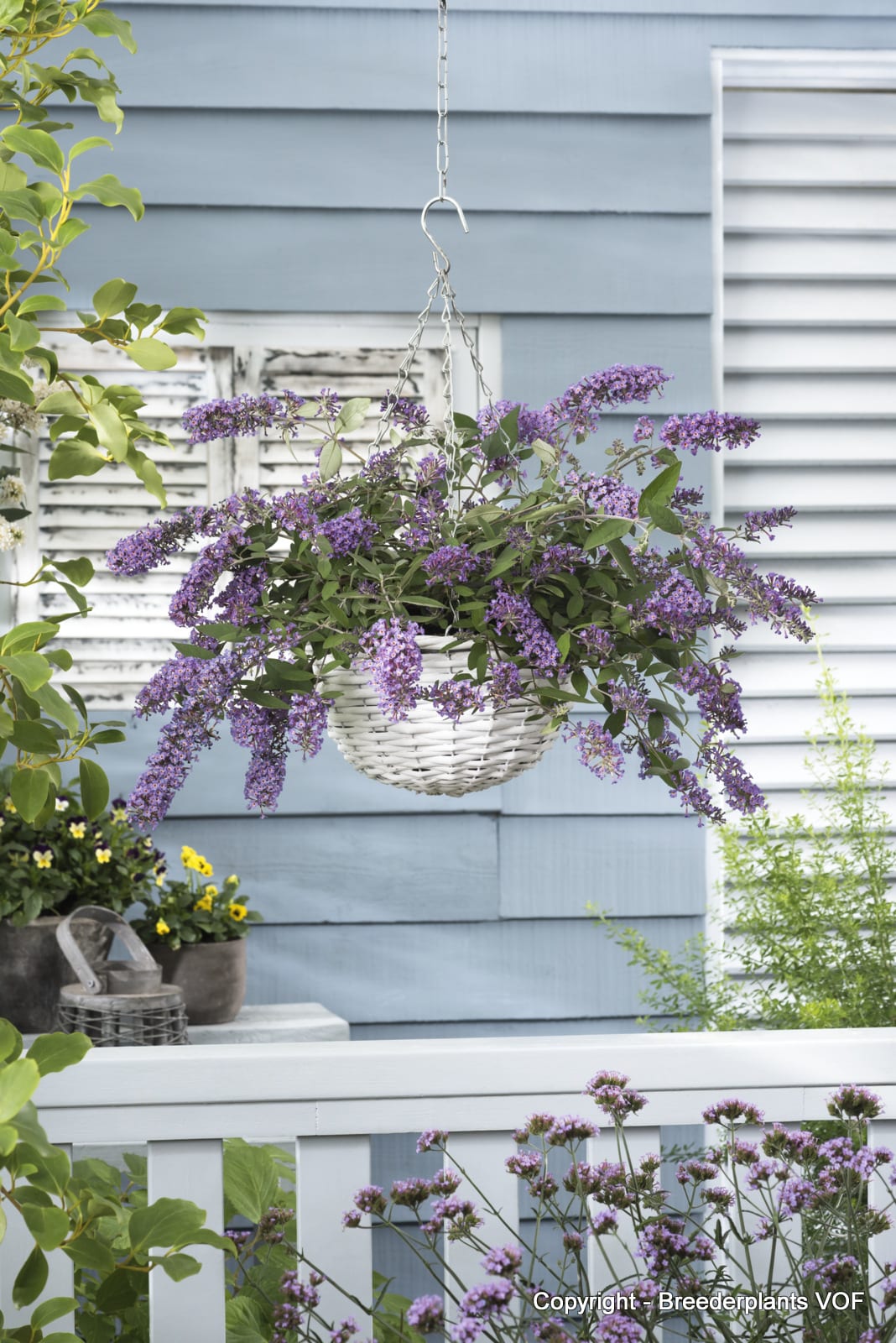 Buddleja davidii 'Dreaming Lavender'